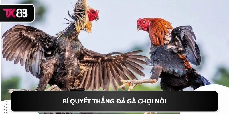 Bí quyết thắng đá gà chọi nòi