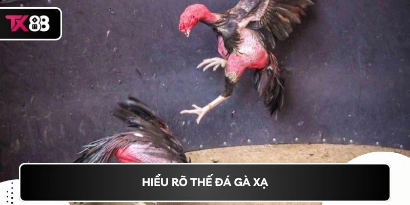 Hiểu rõ thế đá gà xạ