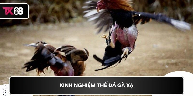 Kinh nghiệm thế đá gà xạ