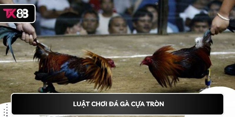 Luật chơi đá gà cựa tròn