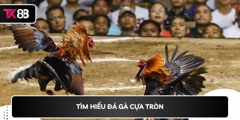 Tìm hiểu đá gà cựa tròn